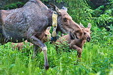 Three moose in tall grass