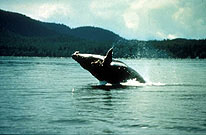 Breaching Whales in Icy Strait, Alaska