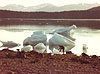 Icebergs on Beach